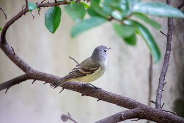 Piolhinho-oliv&aacute;ceo ou miudinho. Ave.