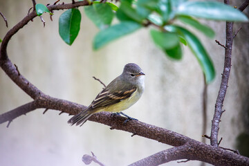 Piolhinho-oliv&aacute;ceo ou miudinho. Ave.