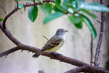 Piolhinho-oliv&aacute;ceo ou miudinho. Ave.