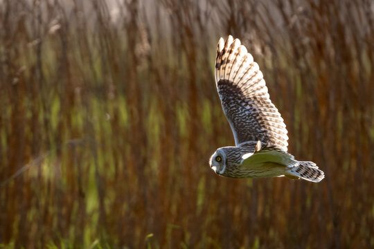 Sumpfohreule (Asio flammeus )
