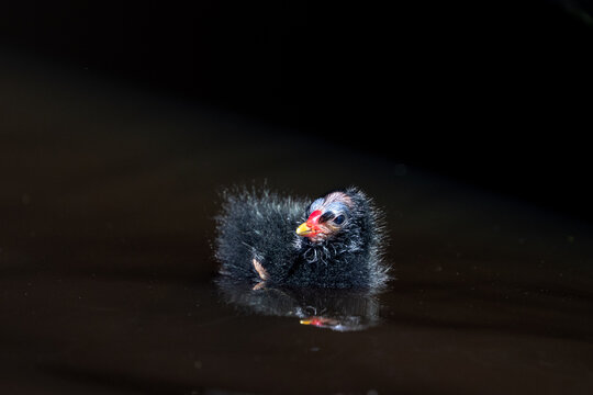 common coot (Fulica atra)