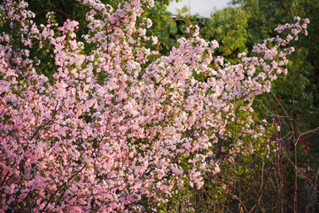 Fototapeta premium Beautiful pink crabapple flowers in full bloom during springtime