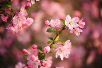 Obraz premium Close-up of pink crabapple blossoms in bright spring sunlight