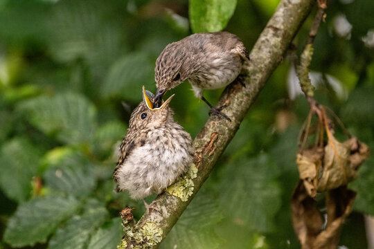 spotted flycatcher (Muscicapa striata)