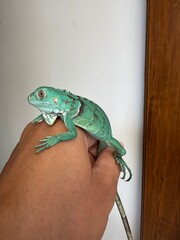 Bright green iguana comfortably held in a human hand. Suitable for exotic pet care or reptile conservation concepts. Tropical wildlife photography. © Fawwaz