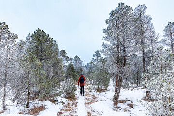 Hiker walking along a snowy forest trail in winter. Peaceful nature scene with frost-covered trees, solitude, adventure and outdoor exploration in a cold seasonal landscape