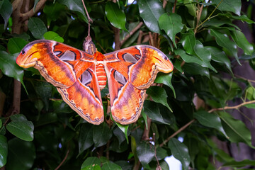 Attacus atlas or Atlas moth, a very large moth native to the tropical and subtropical rainforest regions of Asia