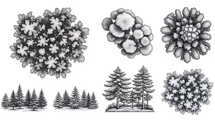 A collection of detailed stippling illustrations featuring various evergreen and winter trees.