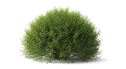 A green bush with a dense canopy of leaves, isolated on a white background.