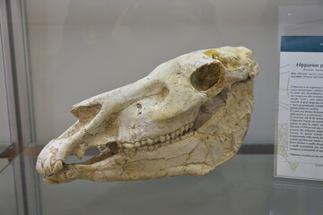 head of a skull