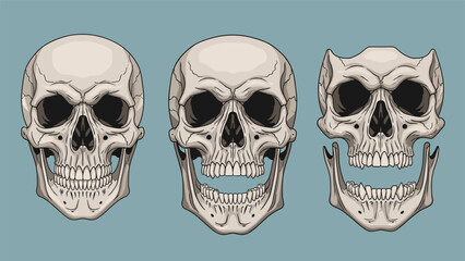 Set of three detailed human skulls with different expressions, showing a calm skull, a screaming skull, and a monstrous demon skull.