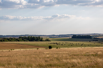 Obraz premium Cattle in a field in the countryside, Image shows a small number of cows grazing in the Wiltshire countryside on a summers day on Salisbury plain