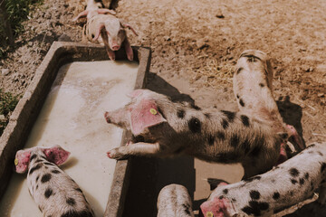 A group of young pigs gathered around a concrete trough on a rural farm, drinking liquid feed in warm natural light, showing everyday livestock care and traditional agriculture.