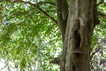 Obraz premium Wooded area on Salisbury plain, Image shows well established tree on the edge of a wood block 