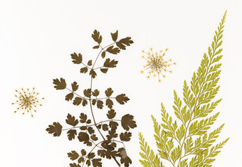 Motyw florystyczny, liście na białym tle, karta, dekoracja, zaproszenie.