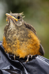 Sabi&aacute; Laranjeira IMG_2397