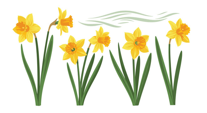 A beautiful collection of yellow daffodil flowers and green stems with a textured paint brush style perfect for spring floral designs.