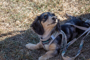 6 month old long haired miniature daschund puppy, Image shows a dapple or tabby sausage dog sitting on a stone path on a summers day