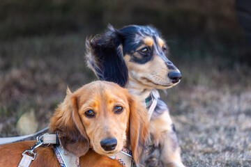 6 month old long haired miniature daschund puppies, Image shows two brothers one shaded red and the other dapple or tabby posing next to each other