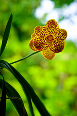 Spotted Yellow Orchid Flowers