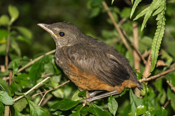 Sabi&aacute; Laranjeira IMG_2409