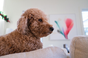 Female mini golden doodle dog in a home