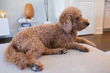 Female mini golden doodle dog in a home