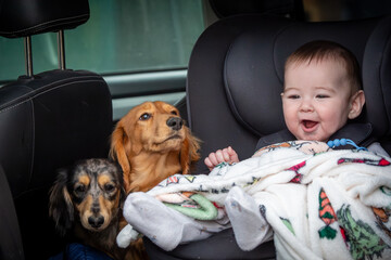 A heart warming scene of a baby in a car seat alongside two adorable dachshunds. this charming image perfectly captures family life, pet companionship, and the joy of traveling with loved ones.