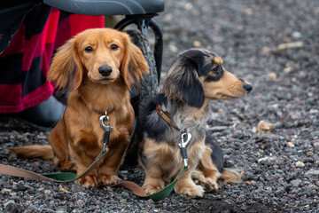 9 month old long haired miniature daschund puppies, Image shows two brothers one shaded red and the other dapple or tabby posing next to each other
