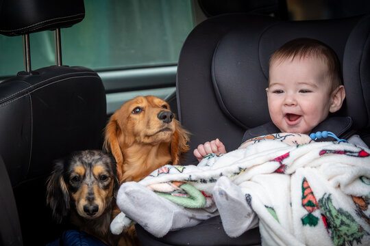 A heart warming scene of a baby in a car seat alongside two adorable dachshunds. this charming image perfectly captures family life, pet companionship, and the joy of traveling with loved ones.