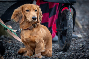 9 month old long haired miniature daschund puppy, Image shows a shaded red sausage dog sitting on a stone path on a cold winters day