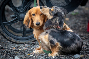 9 month old long haired miniature daschund puppies, Image shows two brothers one shaded red and the other dapple or tabby posing next to each other
