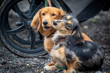 9 month old long haired miniature daschund puppies, Image shows two brothers one shaded red and the other dapple or tabby posing next to each other