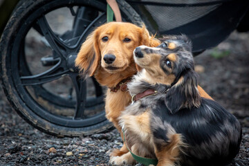 9 month old long haired miniature daschund puppies, Image shows two brothers one shaded red and the other dapple or tabby posing next to each other