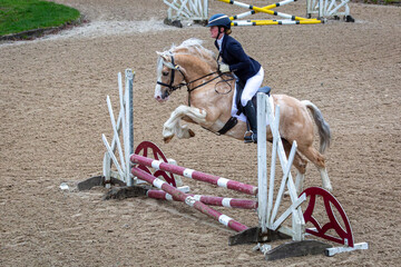 Young female competing in a show jumping competition,  Image shows a 27 year old Caucasian girl jumping over poles with her palomino section c Welsh cob stallion 