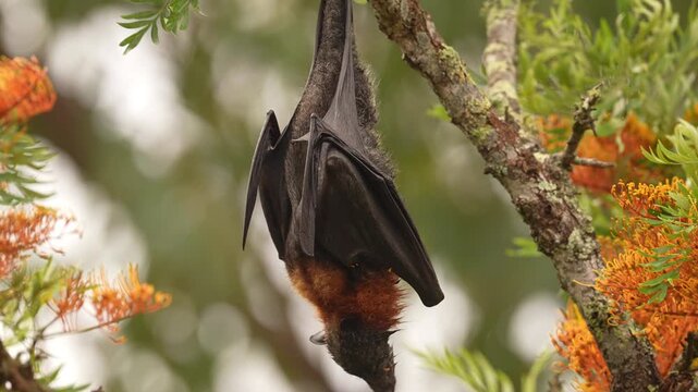 Grey-headed flying fox (Pteropus poliocephalus) feeding on the springtime blooms of an Eucalyptus tree in Australia. Slow motion 25 percent natural speed.