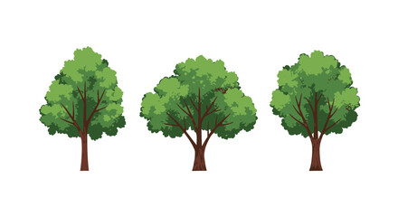Obraz premium A set of three lush green deciduous trees with brown trunks representing different shapes for landscape and nature illustrations.