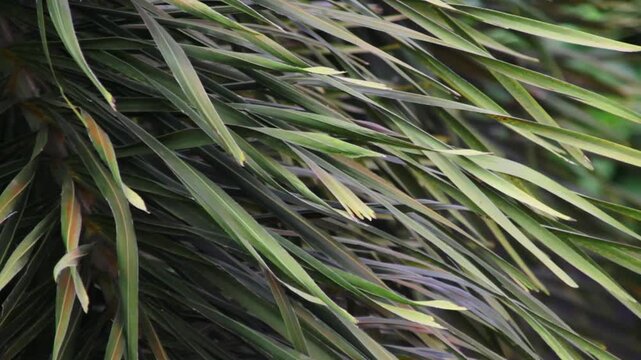 Close-up of flax plant leaves swaying gently in natural light for calming nature footage and relaxing outdoor video themes
