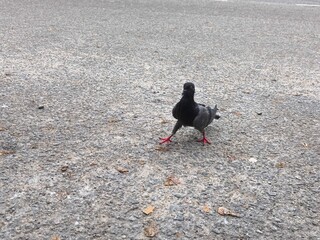 pigeon on the road 