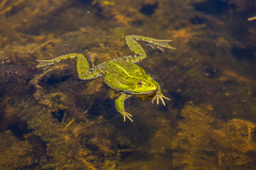 Frog in pond. Amphibian resting on water surface among aquatic plants. Wildlife, nature, and wetland habitat in close-up view, water animals wildlife in summer. Green frog