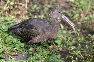Glossy Ibis feeding on waterlogged ground