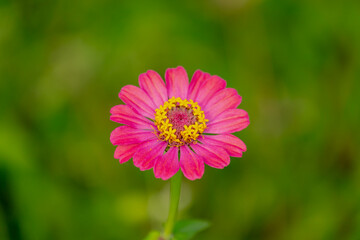 Obraz premium Selective focus of purple pink common Zinnia flower with yellow pollen in the garden, Zinnia elegans is a genus of plants of the sunflower tribe within the daisy family, Natural floral background.