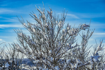 An ice-covered bush in the Taunus Mountains against a blue sky on a sunny winter day.