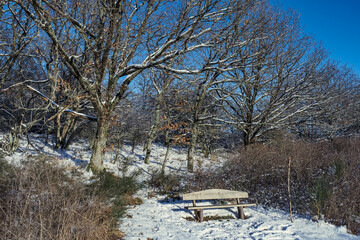 Trees lightly covered with snow in the Lower Taunus Mountains