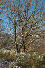 Trees lightly covered with snow in the Lower Taunus Mountains
