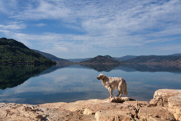 English Setter dog orange belton standing at the shore of Lake Salagou in France