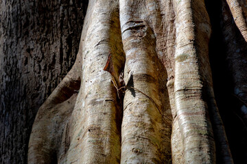 Naklejka premium The large buttressed trunk of a banyan tree in the park, Strangler fig is the common name for a number of tropical and subtropical plant species in the genus Ficus, Wood texture, Natural background.
