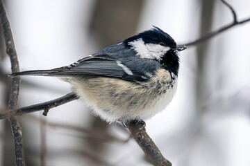 Coal tit perched on a tree branch © vadim