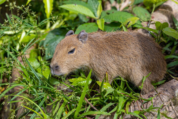 Fototapeta premium The capybara animal in Pantanal, Brazil sitting on green grass. Wildlife of tropical jungle in South America. Capybara giant rodent. BIggest in the world rodent big capybara adult in the wild nature