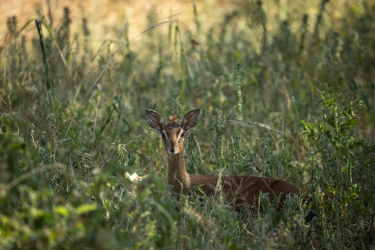A well concealed Dik dik (Madoqua) in thick grass in Selenkay Conservancy, kenya.
